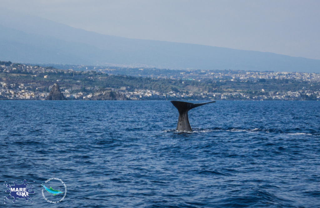 Cetaceans in the Gulf of Catania. @Marecamp Association